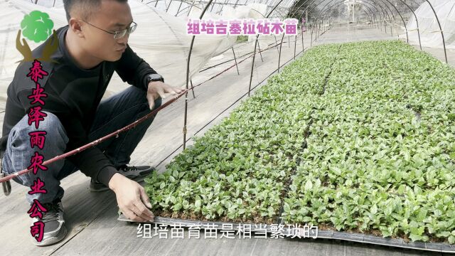 组培吉塞拉6号砧木苗 脱毒抗病强 嫁接矮化大樱桃苗成活高