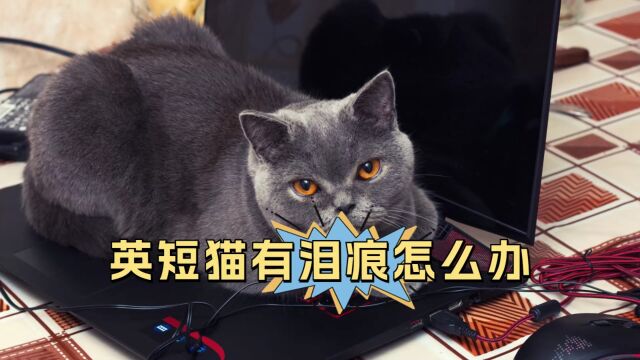 英短猫泪痕太重,别慌,这几个方法教你解决!