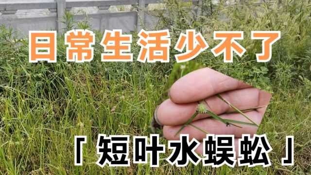 短叶水蜈蚣又叫“发汗草“,它煮水的妙用好多人不知道,日常生活少不了