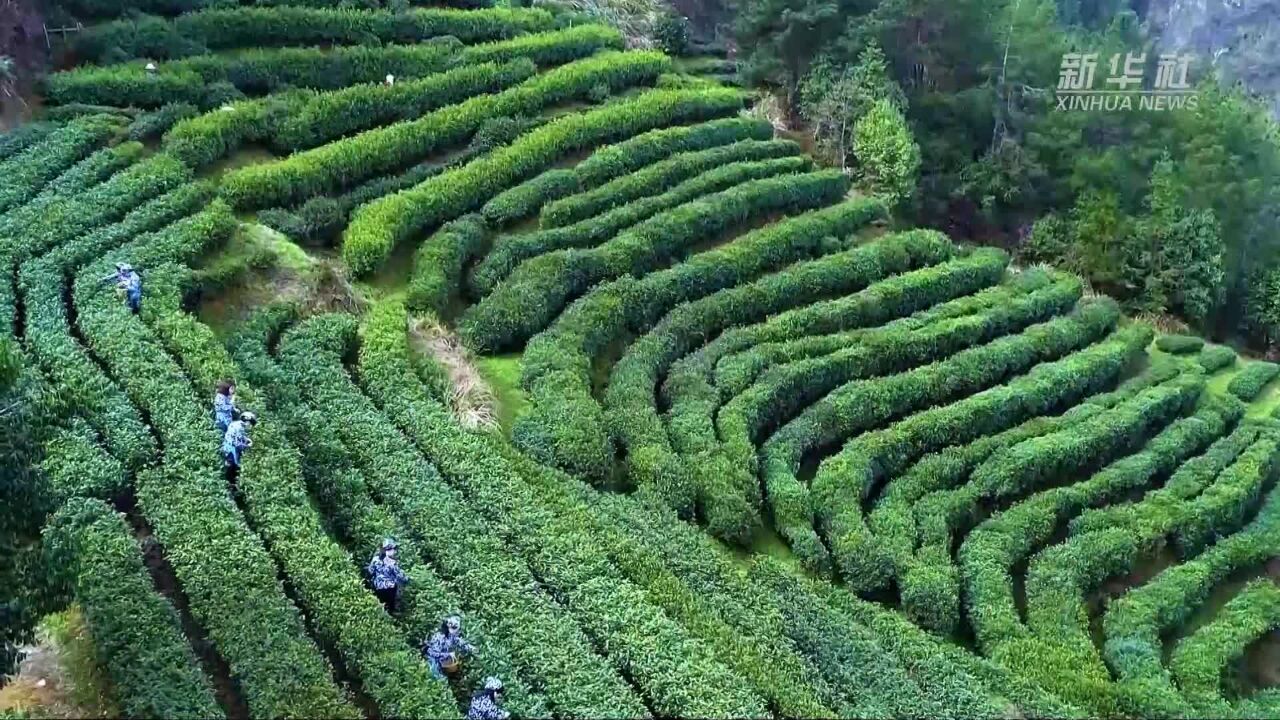 振兴乡村:“岳西翠兰”走出深山 登陆高铁踏上“致富之旅”