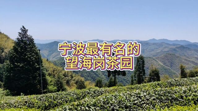 宁波望海岗高山茶园,好山好茶好地方