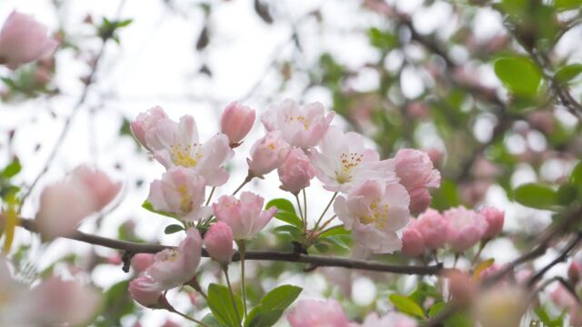 如梦令昨夜雨疏风骤4月3日