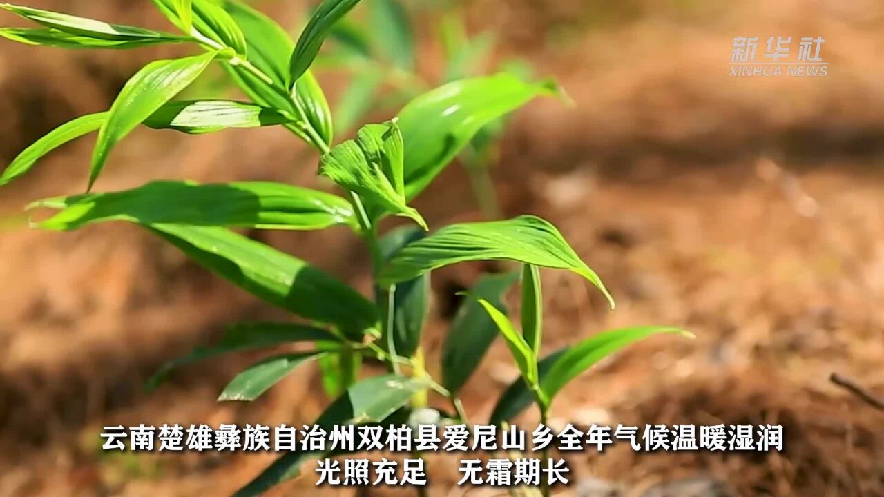 云南双柏:大山里的药膳宴