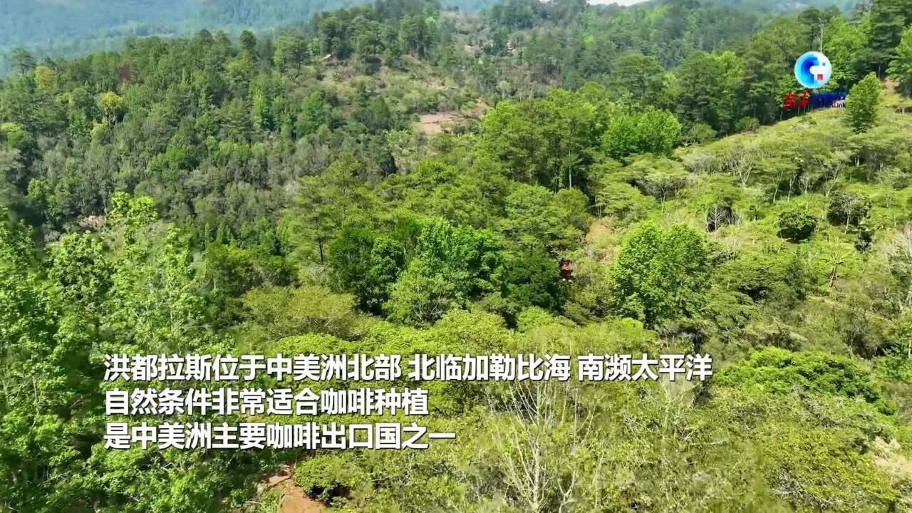 全球连线|中洪建交为洪都拉斯咖啡商带来更多机遇