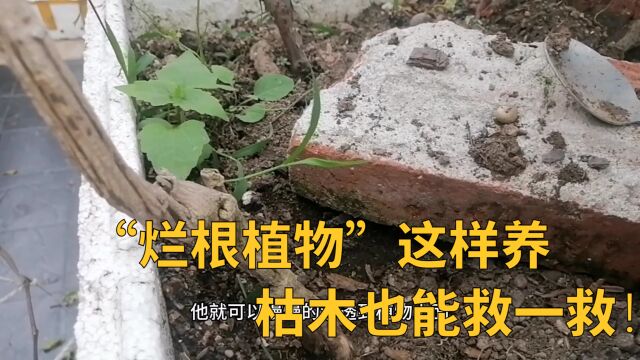 “烂根”这样救,枯木也能救一救!