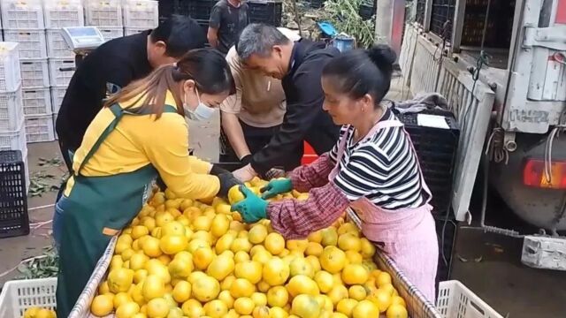 视频新闻60秒|早熟蜜橘赢得市场 人均蜜橘收入突破9万元