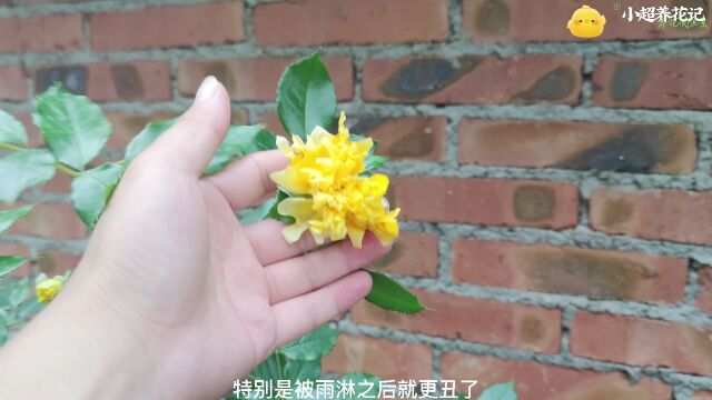 形状像菊花的月季,真心不建议大家种