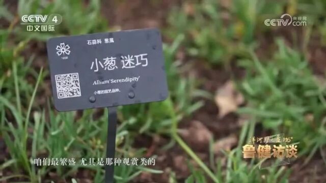 原来大葱开花也很美!中乌合力打造的全球葱园长这样 |鲁健访谈