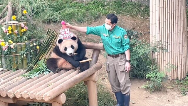 大熊猫福宝“福公主”与“爷爷”的暖心画面也太治愈了.爱了..