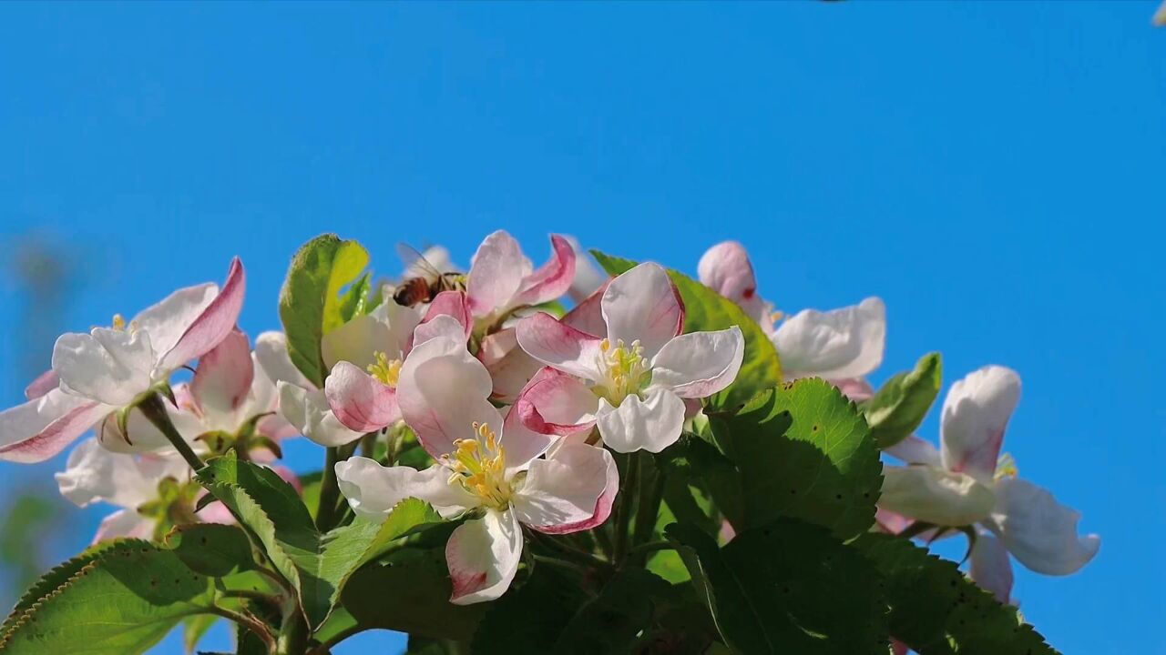 黑龙江牡丹江:上万株苹果树迎来盛花期