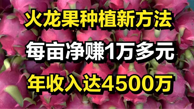 男子自创火龙果种植新方法,每亩净赚15000元左右,年收入4500万