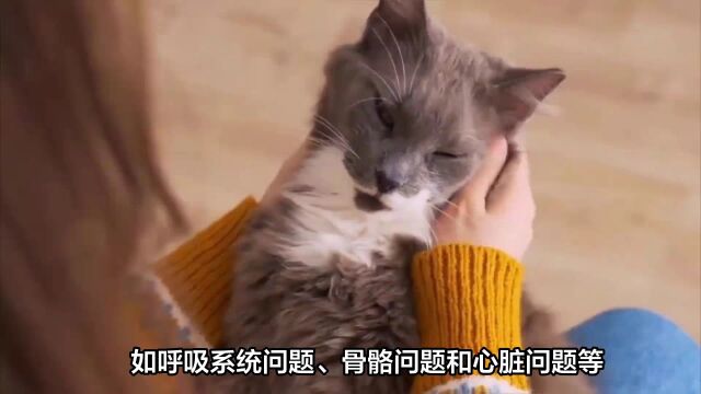 折耳猫不建议养!