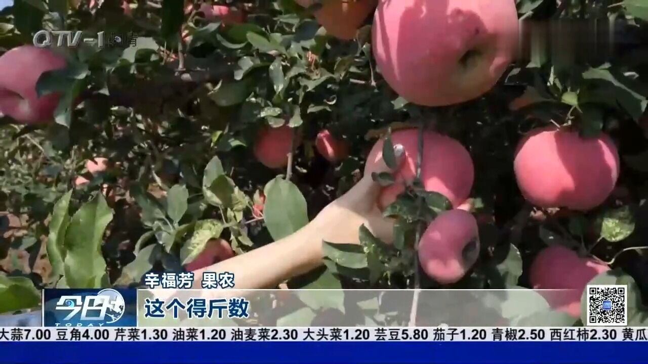 金秋十月,瓜果飘香!胶州红富士丰收,金秋好“丰”景