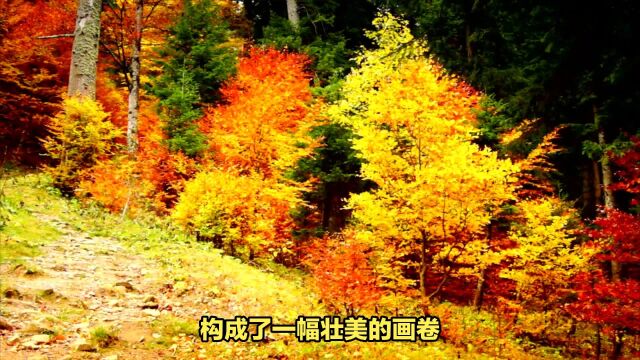 川西的深秋:处处风景如画,秋色最为斑斓,这几个景点必去