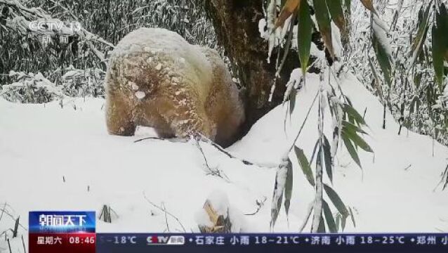 视频丨白色野生大熊猫正脸首次公开!