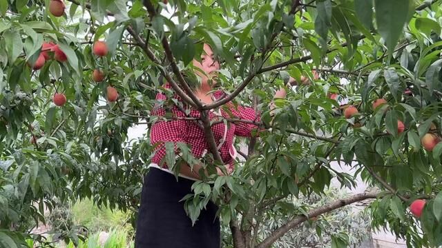 家里的桃子熟了,太多吃不完,幺妹儿准备摘来泡桃子酒!#桃子熟了 #回村的生活