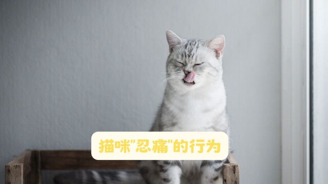 猫咪这些行为,是在忍痛!