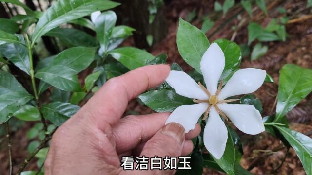 这种植物的花朵洁白如玉,花朵和果实都有广泛的利用价值,你们认识吗