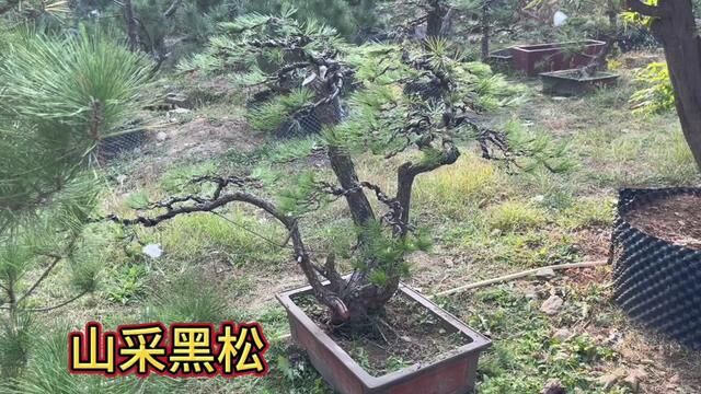 10年前朋友收藏了一批山采黑松,造型奇、绝、怪,因搬迁便宜处理#黑松 #造型松 #老桩