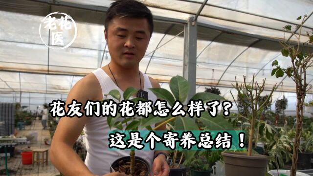 花友们的花都怎么样了?这是个寄养总结!