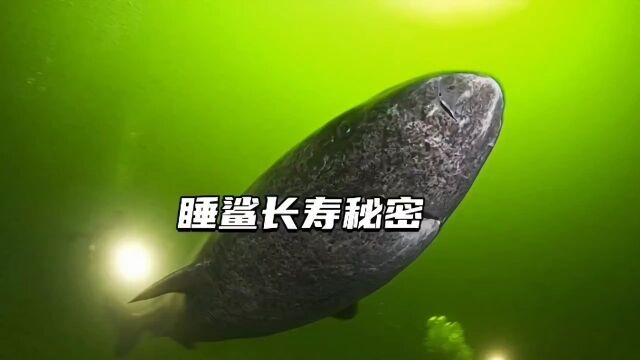 北大西洋发现一头存活五百多年的格陵兰睡鲨,科学家解释其活动量少热量限制是其长寿的原因