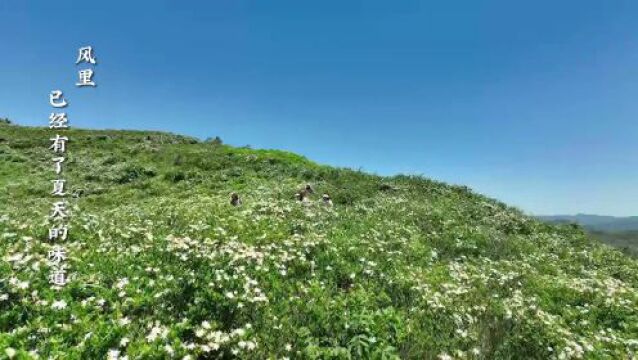 开呀开呀开~ 超美栀子花海等你来