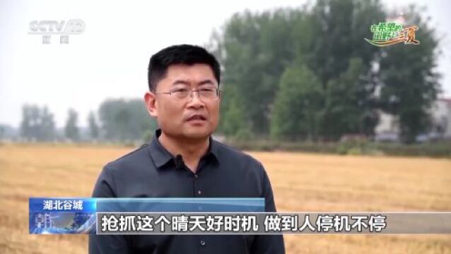 “三夏”收麦插秧忙 这些举措帮农民省时省力