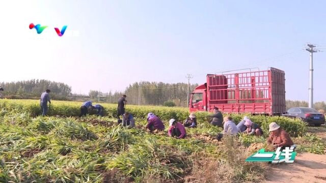 昌乐县营丘镇:发展特色农业种植 厚植乡村振兴热土