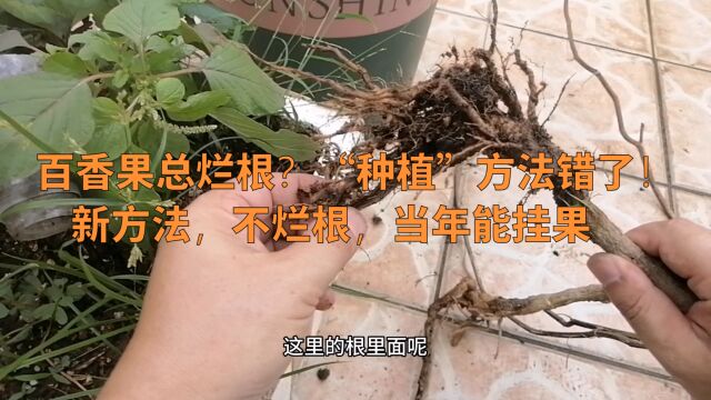 百香果总烂根?“种植”方法错了!新方法,不烂根,当年能挂果