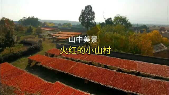 山西运城秋天,村民用柿子装扮小山村,红色海洋景色美 #柿子熟了 #柿饼制作