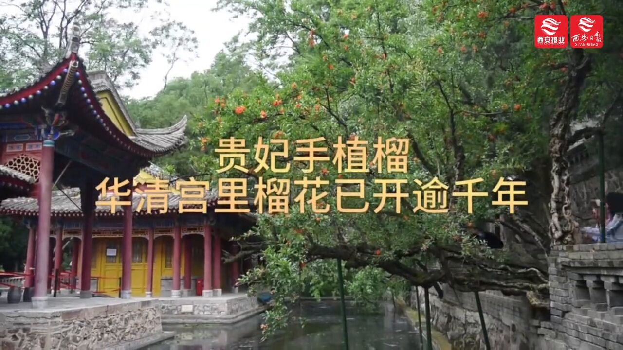 贵妃手植榴:一棵在华清宫生长逾千年的古树