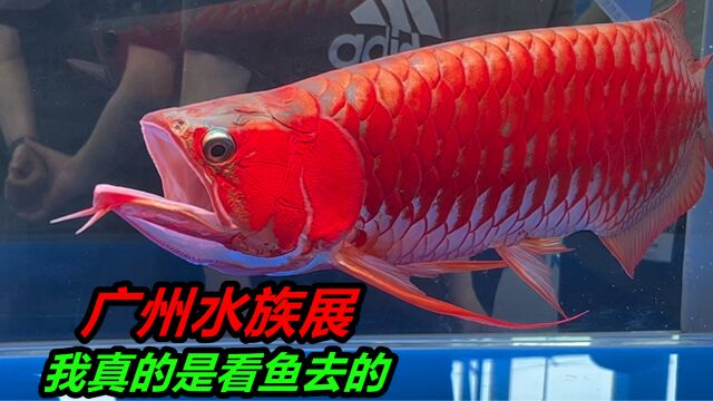 参观广州水族宠物展,展会上的鱼和造景真好看