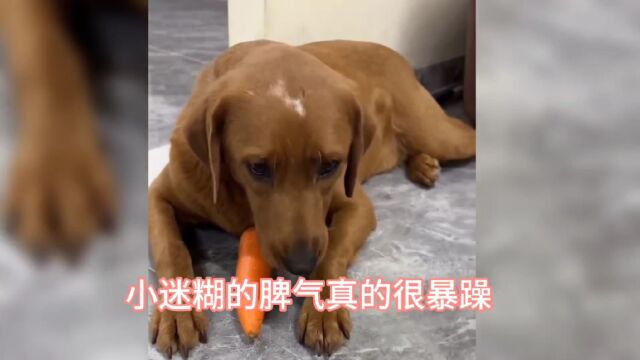 拉布拉多犬seven家的故事