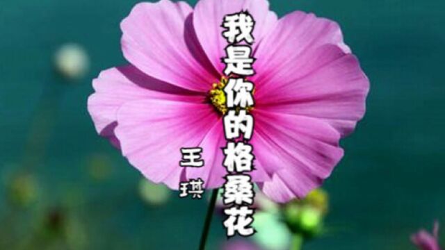 王琪—《我是你的格桑花》经典歌曲