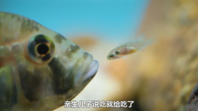 丽鱼天生是个“大怨种”,用嘴帮杜鹃鲶鱼养娃,海洋动物纪录片