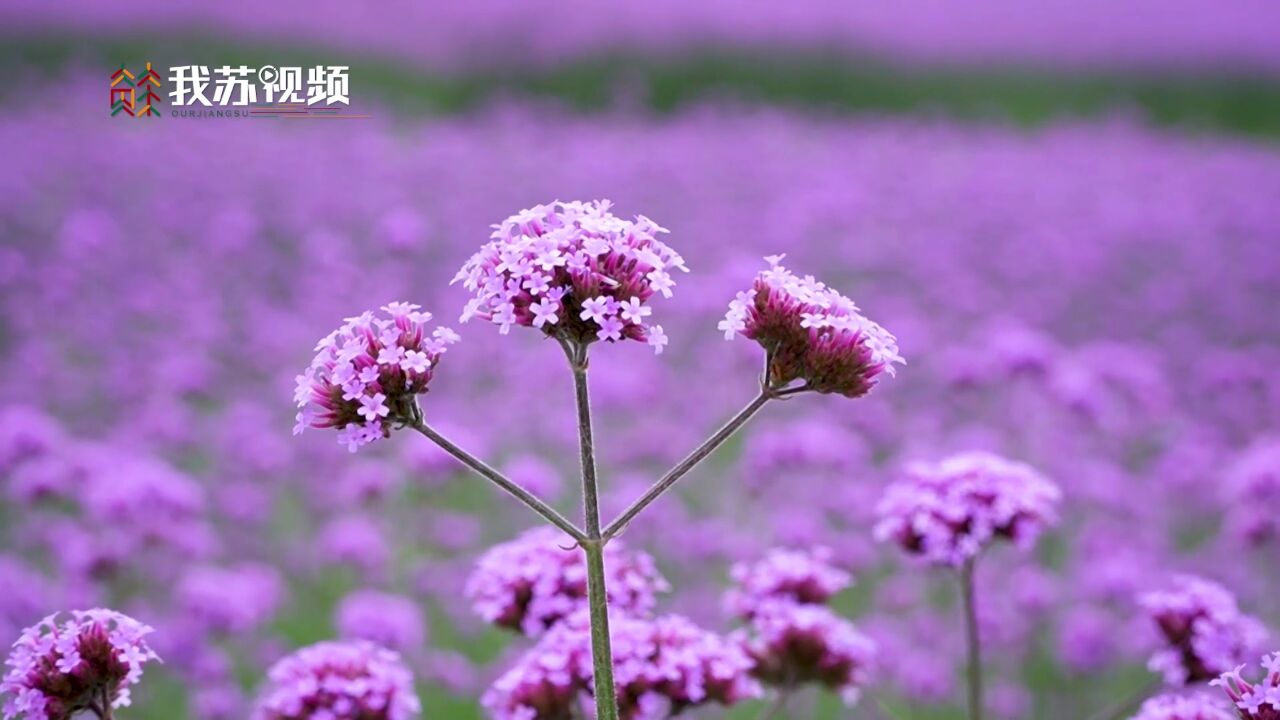 江苏白马湖30万株马鞭草盛开 编织成梦幻花海