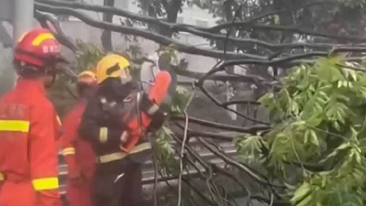 浙江武义暴风雨致大树倾倒车辆被压,消防员紧急处置