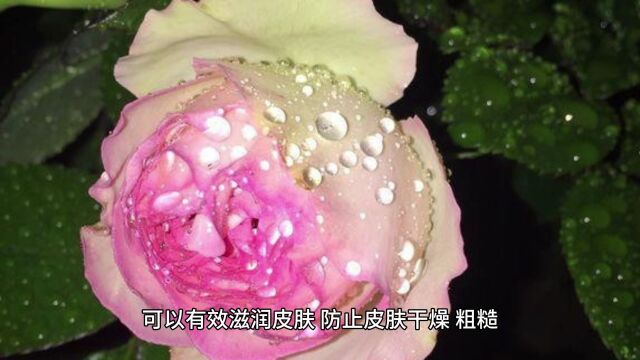 月季花的功效