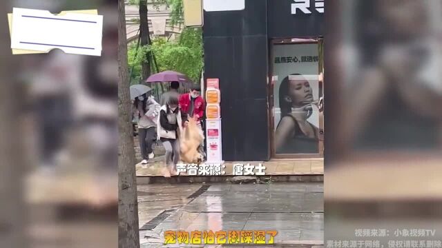 因为下雨,刚洗完澡的狗子被抬出宠物店,狗子的表情亮了!