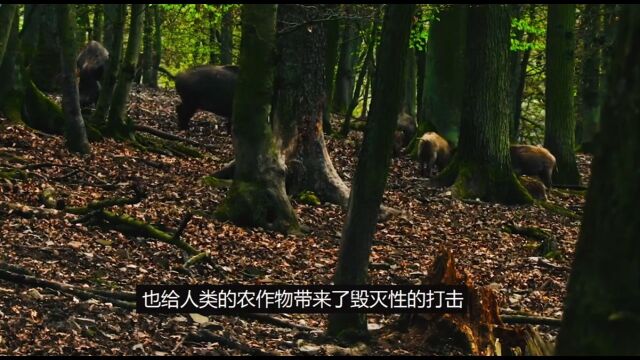 中国野猪泛滥成灾,数量突破150万头,为何打野猪却成赔本买卖?2#科普