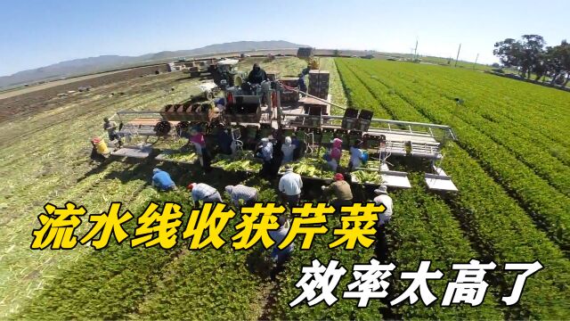 国外是怎么收割芹菜的?一个大型平台开进菜地,一天收获4000箱