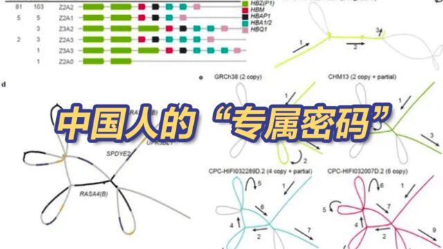 历史性!中国首绘中国人泛基因组参考图谱