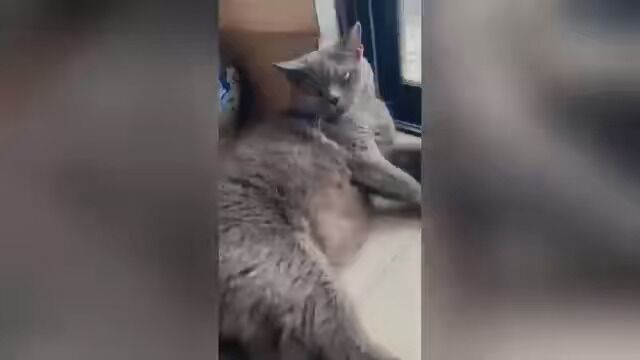 小灰灰百无聊奈的幸福生活! #萌宠 #猫 #记录猫咪日常的生活