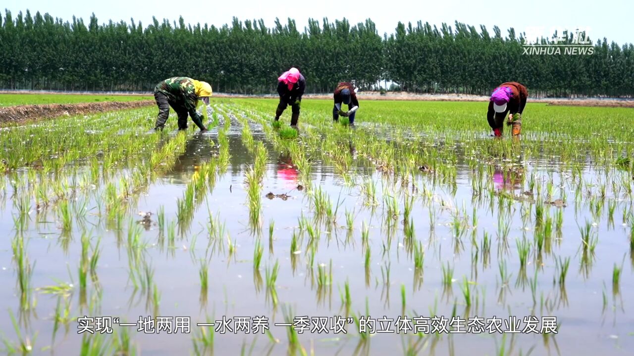 河北唐山:稻蟹共作促增收