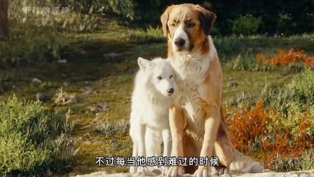 富家犬颠沛流离,终于混成丛林狼王#狗狗感人电影推荐 #野性的呼唤 #万物皆有灵性