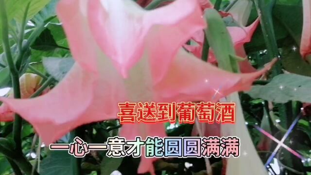 大喇叭花盛开美景欣赏,鲜花颜色真好看,温馨迷人,心情美美哒!