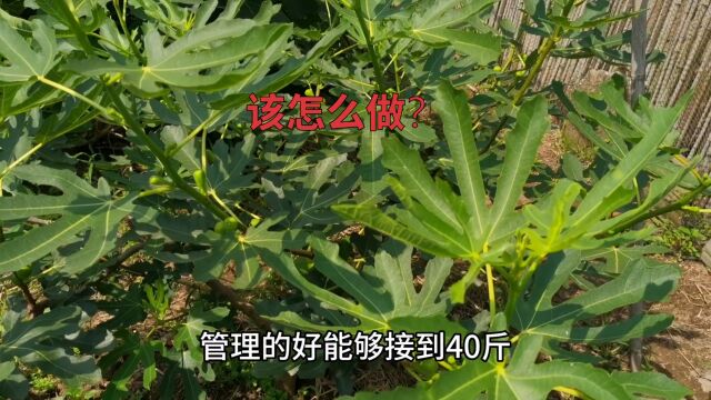 将这样一棵小无花果树产量飙到3040斤?我是怎么做到的!