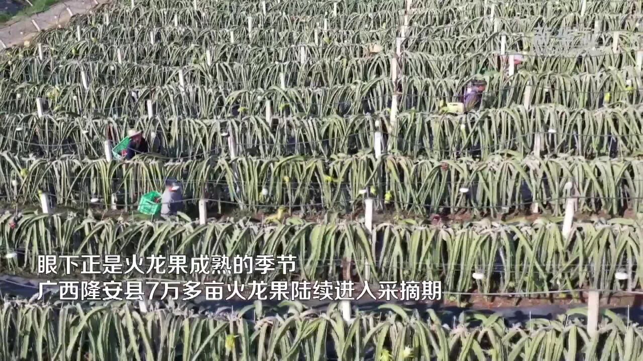 广西隆安:7万多亩火龙果成熟 将陆续上市