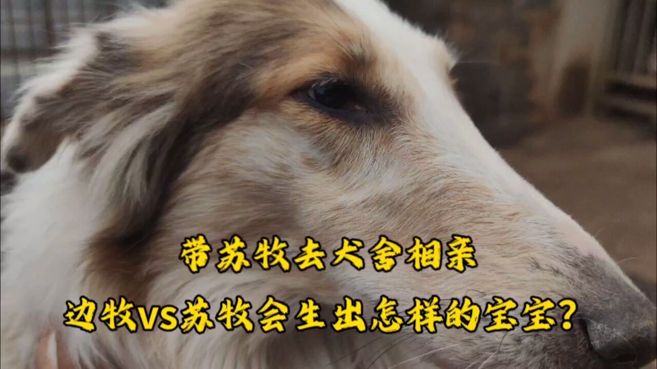 带苏牧去犬舍相亲,边牧和苏牧会生出怎样的宝宝?