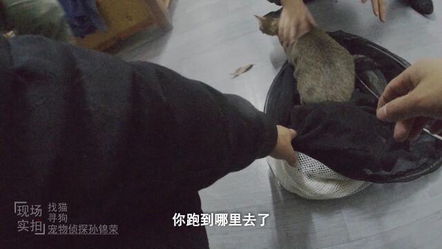 广东深圳找猫:作为猫兄我警告你不要再想着出去了,不然家法伺候